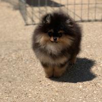 Pomerania mini mini