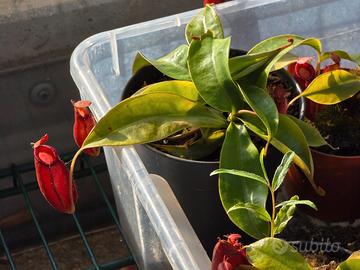 Pianta Carnivora Nephentes Bloody Mary