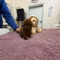 Barboncino (barbone) mini toy/toy Fulvo