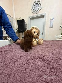 Barboncino (barbone) mini toy/toy Fulvo