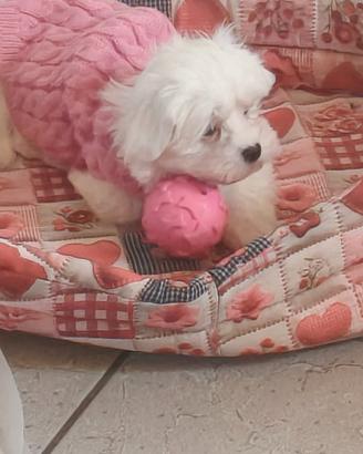 Maltese
