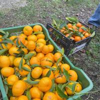 Mandarini  di Calabria