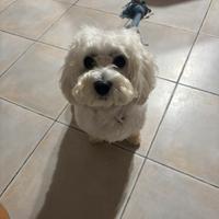 Maltese
