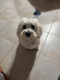 Maltese