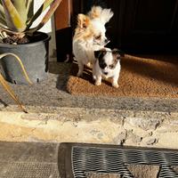 Chihuahua pelo lungo