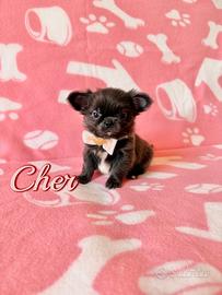 Chihuahua femmina con pedigree enci