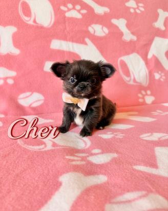 Chihuahua femmina con pedigree enci