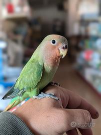 Inseparabile, pappagallini addomesticati