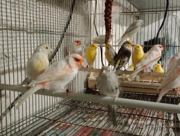 Canarini varie razze