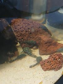 Ancistrus