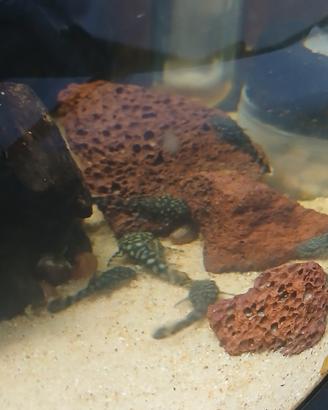 Ancistrus