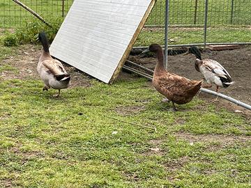 Anatre kaki Campbell