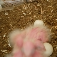 Pappagalli allevati a mano