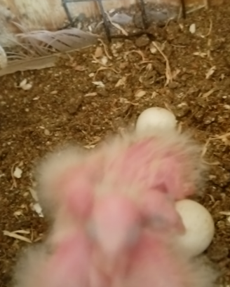 Pappagalli allevati a mano