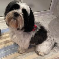 Compagna per Shih-Tzu