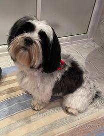 Compagna per Shih-Tzu