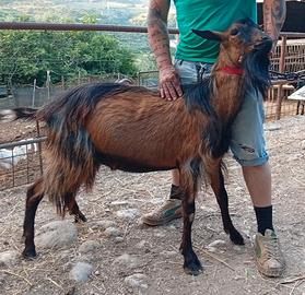Maschio di capra di 2 anni
