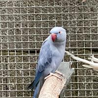 Parrocchetti dal collare