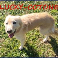 LUCKY COTONE un angelo che aspetta ancora