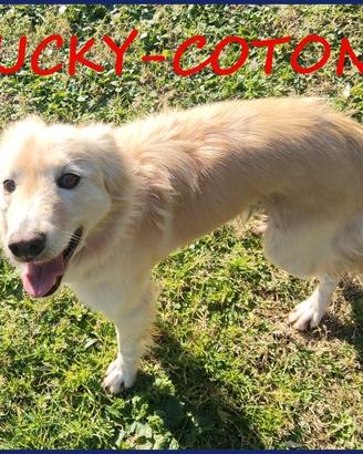 LUCKY COTONE un angelo che aspetta ancora