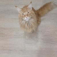 Maine Coon Femmina cerca Maschio per accoppiamento