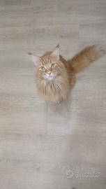 Maine Coon Femmina cerca Maschio per accoppiamento