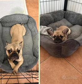 Bulldog Francese femmina