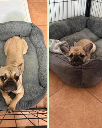 Bulldog Francese femmina