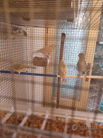 Canarine riproduttrici