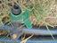 Immagine 3