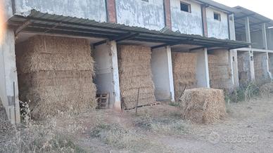 Foraggio