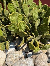 Opuntia Microdasys (yellow)