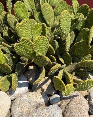 Opuntia Microdasys (yellow)