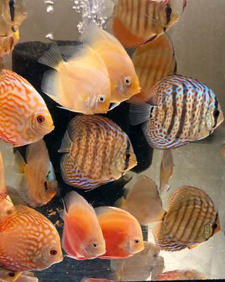 Discus Loricaridi