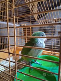 Parocchetto