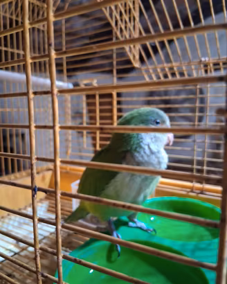Parocchetto