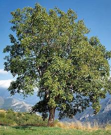 alberi di noci