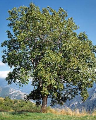 alberi di noci
