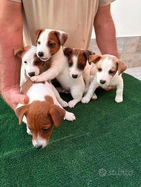 Jack Russell Terrier