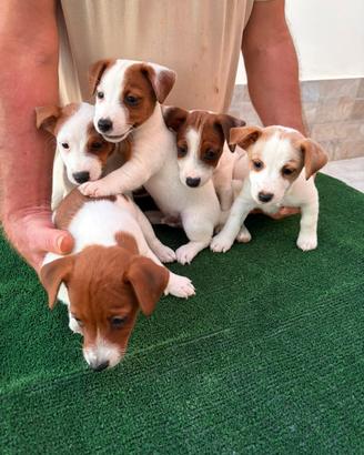 Jack Russell Terrier