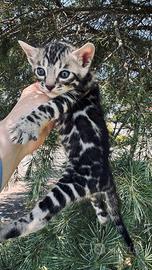 Cuccioli Bengal Black Silver