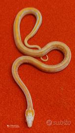 Serpente