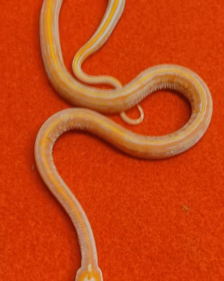 Serpente