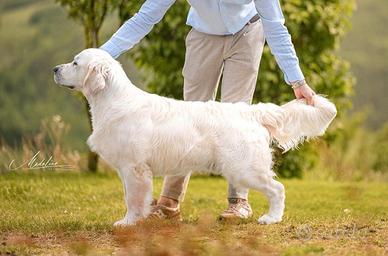 Cuccioli di Golden Retriever