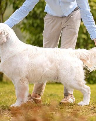 Cuccioli di Golden Retriever