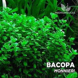 Bacopa Monnieri