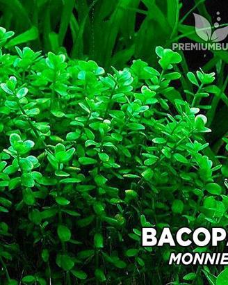 Bacopa Monnieri