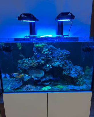 ACQUARIO MARINO COMPLETO - ALLESTITO E PRONTO USO
