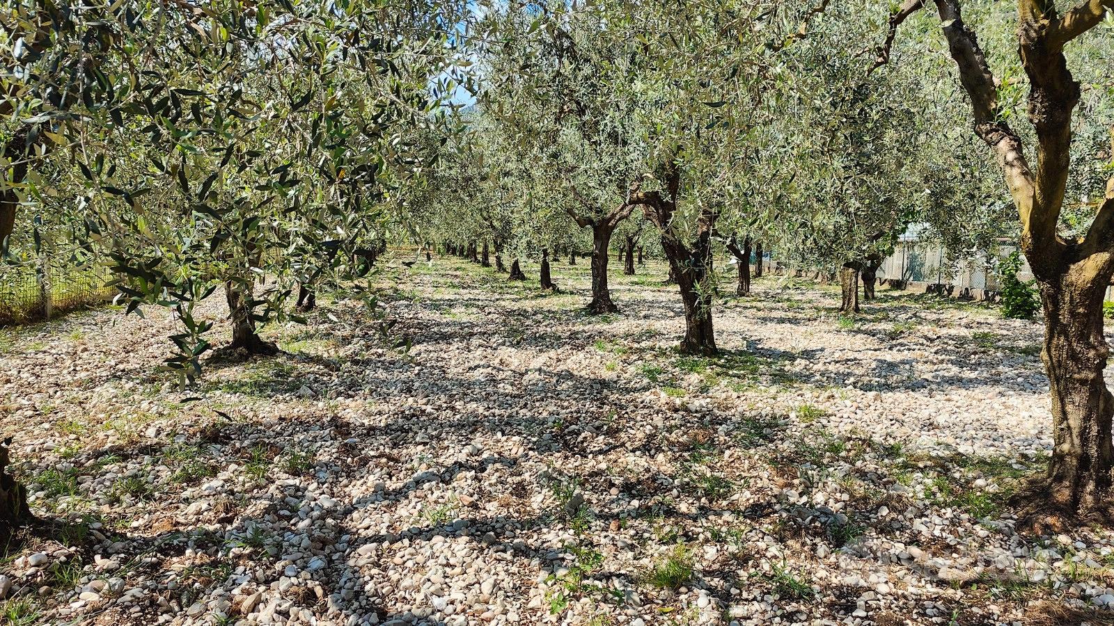 Oliveto - Vista 5