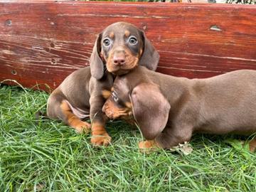 Bassotto Kaninchen nano